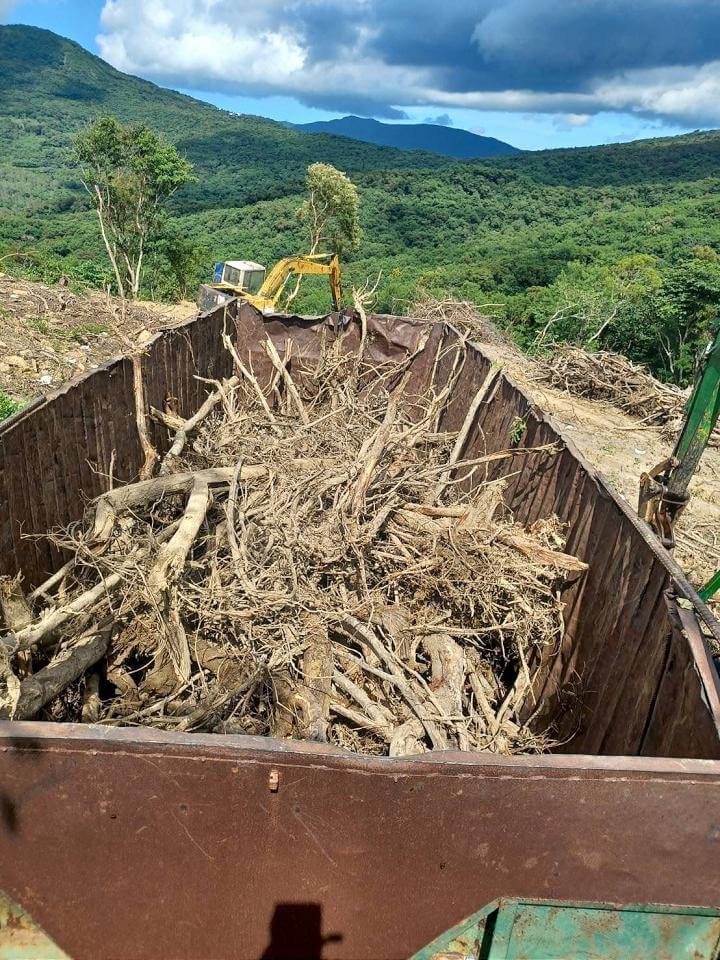 外侵植物銀合歡破壞原生態　恆春半島收購計畫啟動