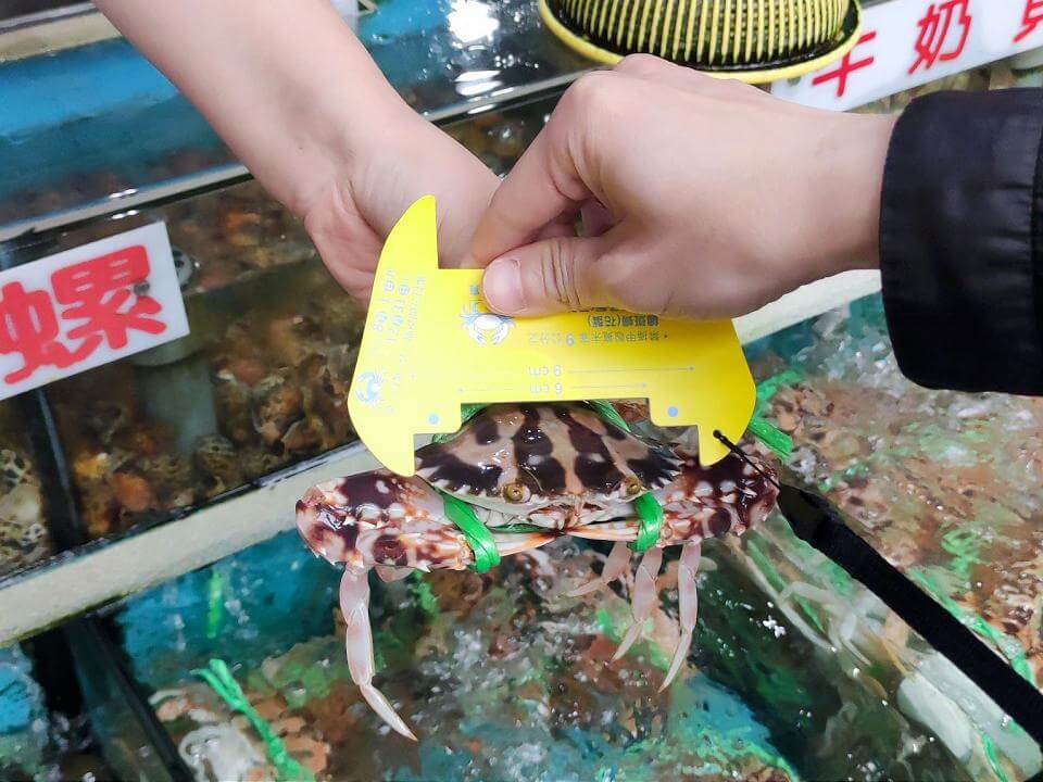 蟳蟹繁殖期正式展開　新北禁捕抱卵母蟹