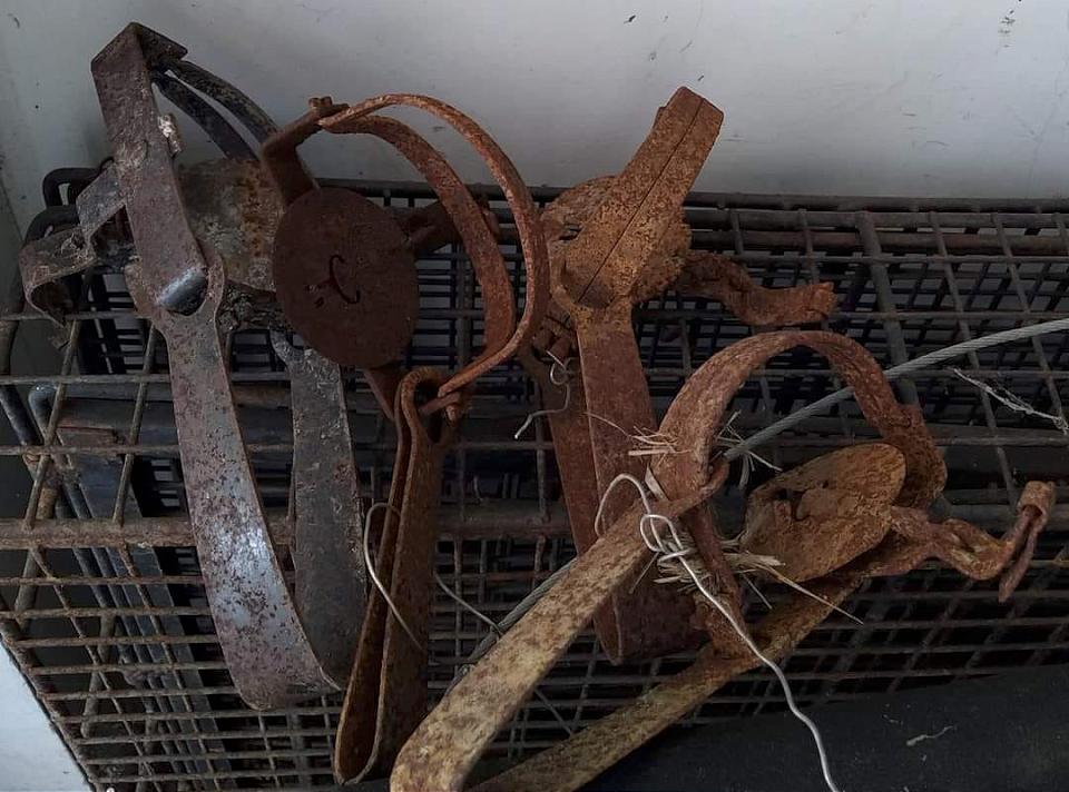 獸鋏山豬吊嚴重危害動物　苗栗動保所巡山搜查