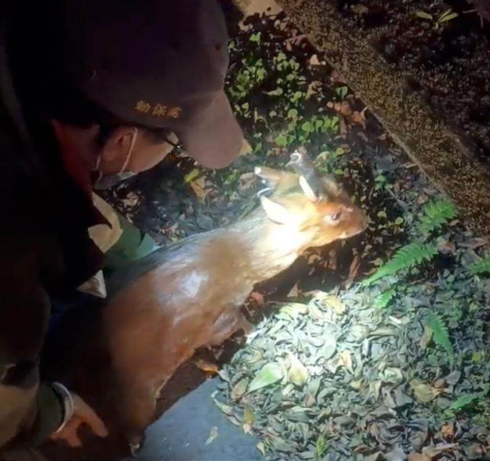 山羌腳傷趴路不敢動　巧遇新北動保員敷藥