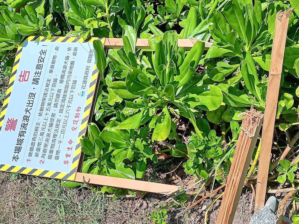 花蓮七星潭浪犬出沒熱區　音頻驅趕器警示牌遭破壞