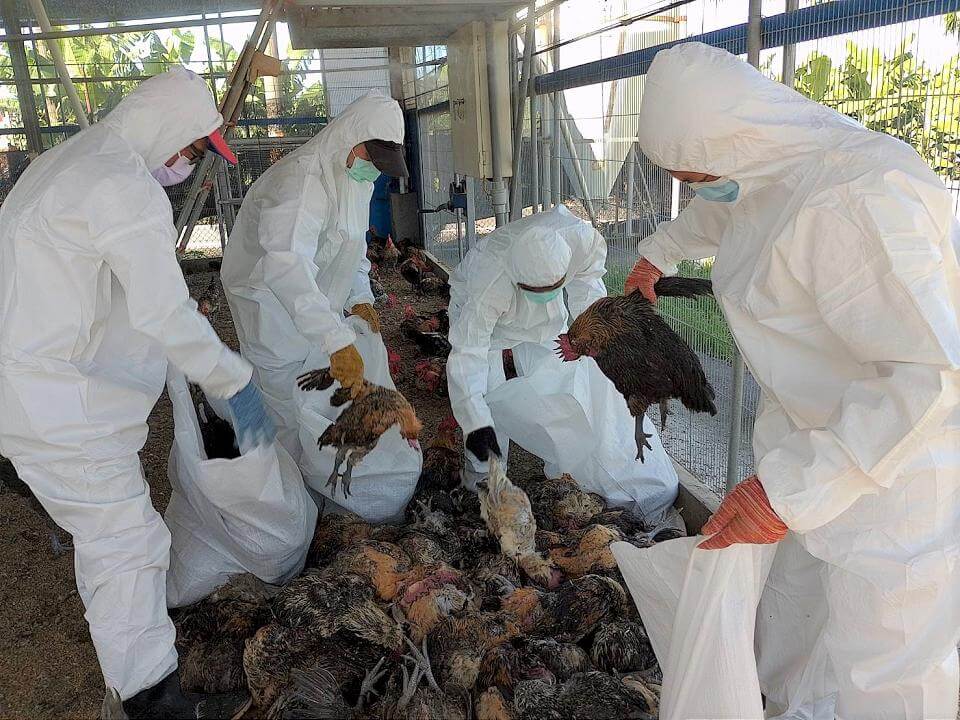 屏東土雞場確診H5N1禽流感　動防所撲殺１萬多隻家禽