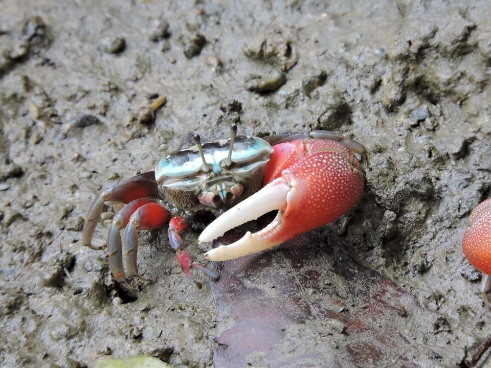 高雄援中港濕地有亮點　招潮蟹揮舞大螯登場