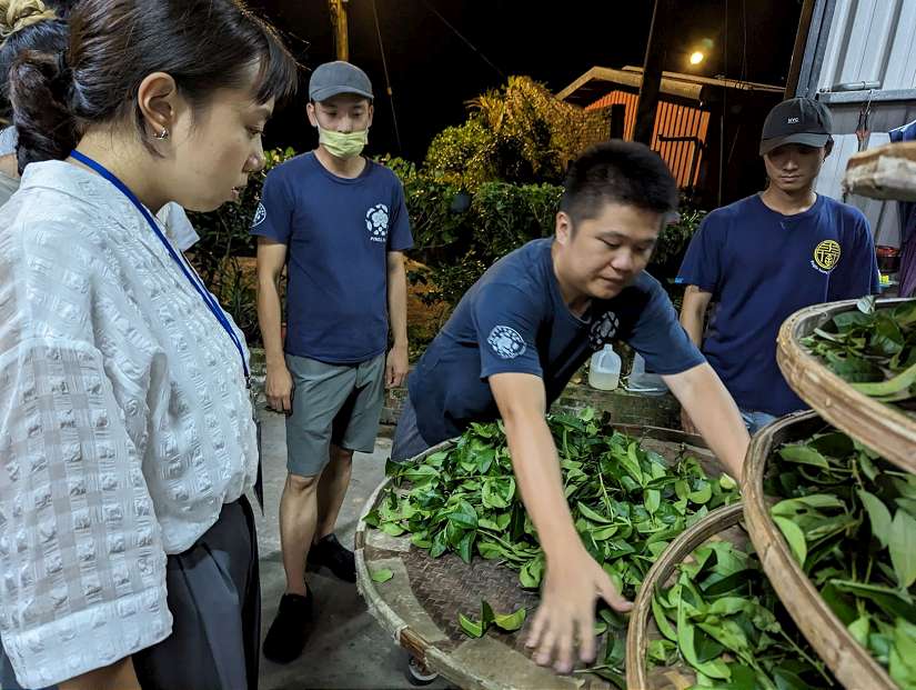 響應521國際茶日 新北推優惠支持茶農