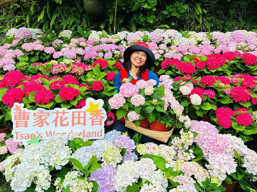 曹家花田香-姊妹同心耕耘竹子湖繡球花田